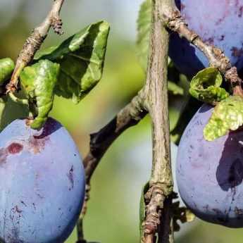 ¿Cómo podar un ciruelo?