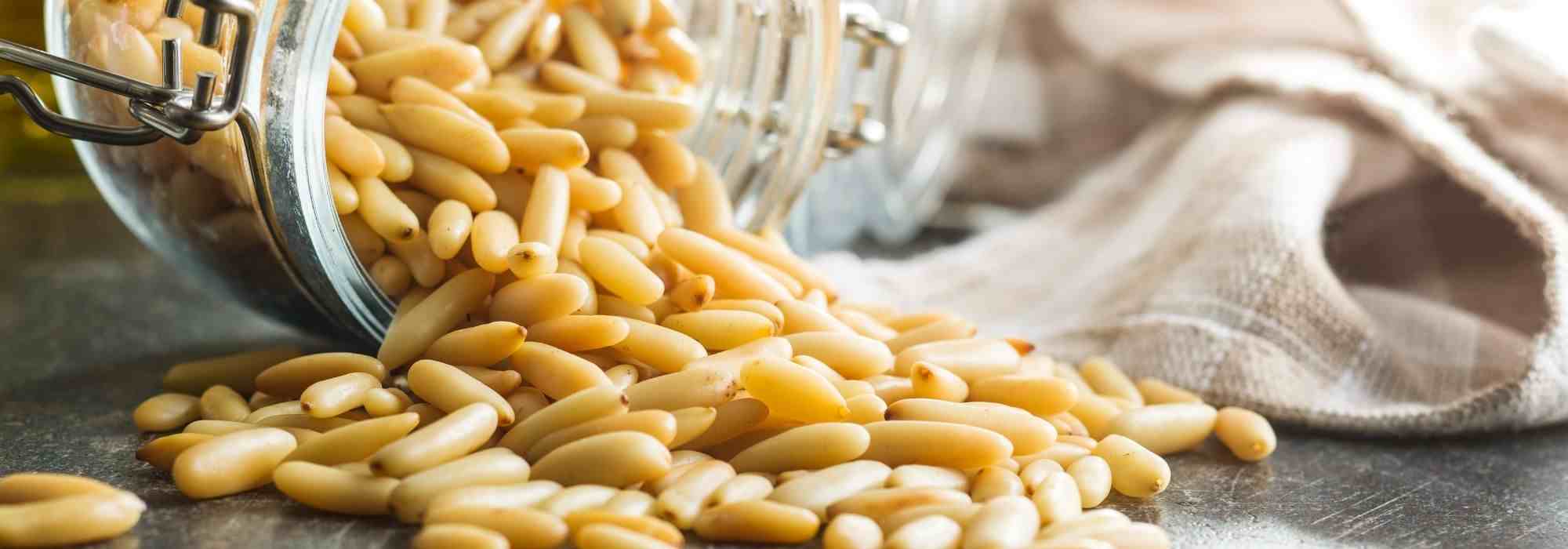 ¿Cómo recoger los piñones de pino?