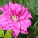 Las zarzas ornamentales