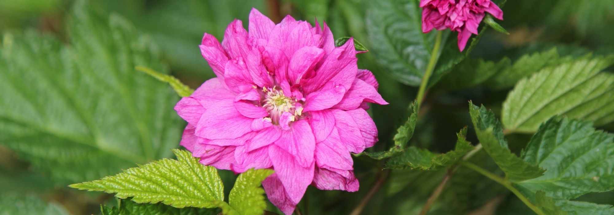 Las zarzas ornamentales