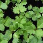 Cultivar una Niéspola en maceta