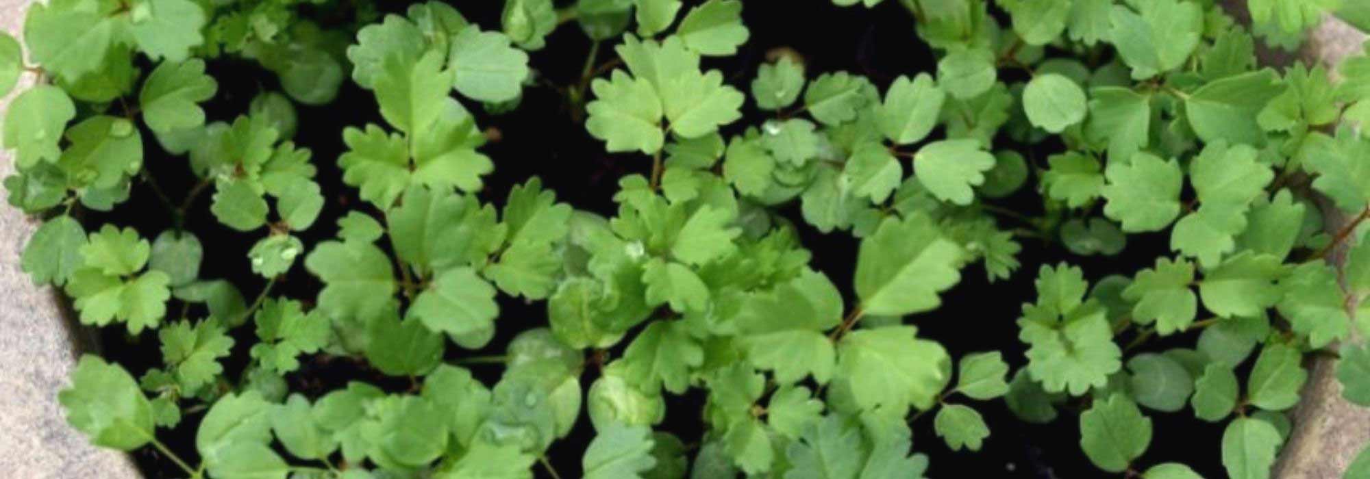 Cultivar una Niéspola en maceta