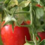 Las falsas buenas ideas sobre el cultivo de los tomates
