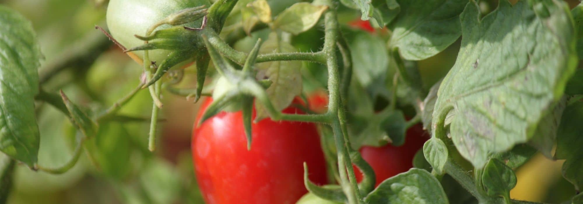 Las falsas buenas ideas sobre el cultivo de los tomates