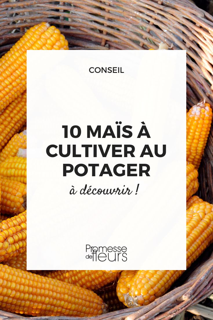 maíz fácil en el huerto