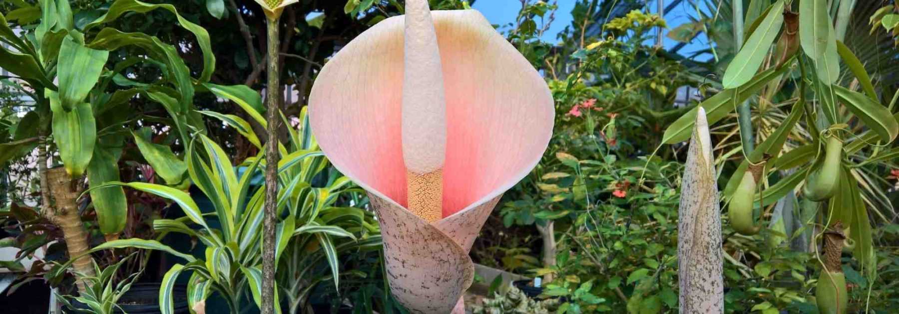 Amorphophallus: plantar y cuidar