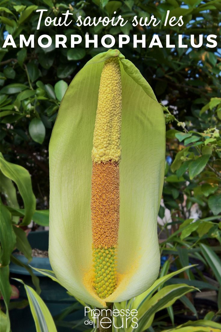 Amorphophallus: todo lo que necesitas saber Amorphophallus ficha de planta
