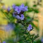 Calaminta: 5 ideas de asociaciones