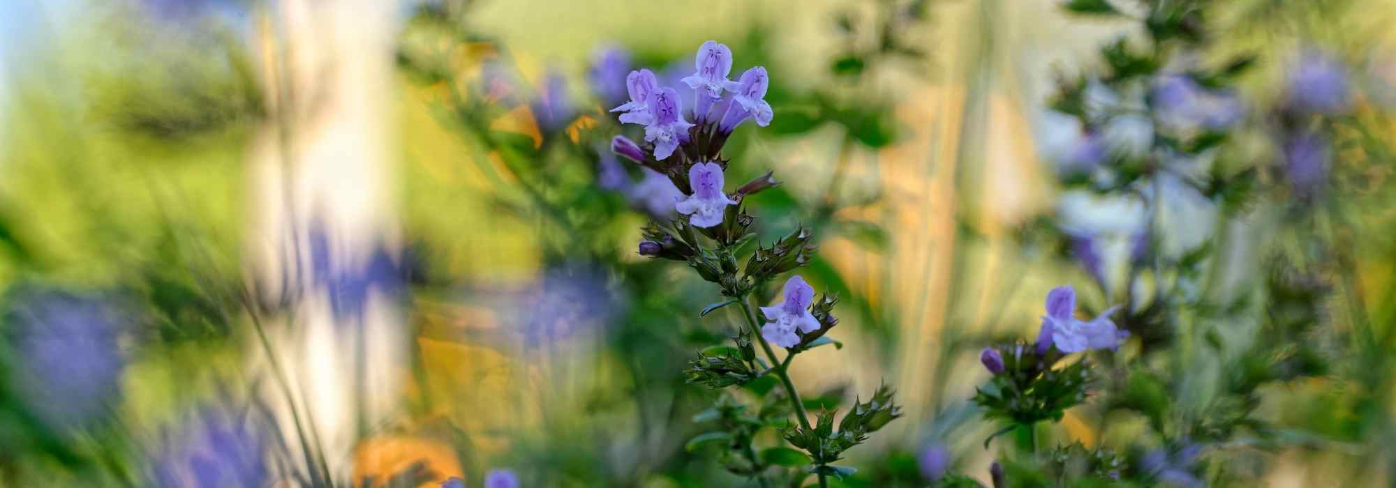 Calaminta: 5 ideas de asociaciones