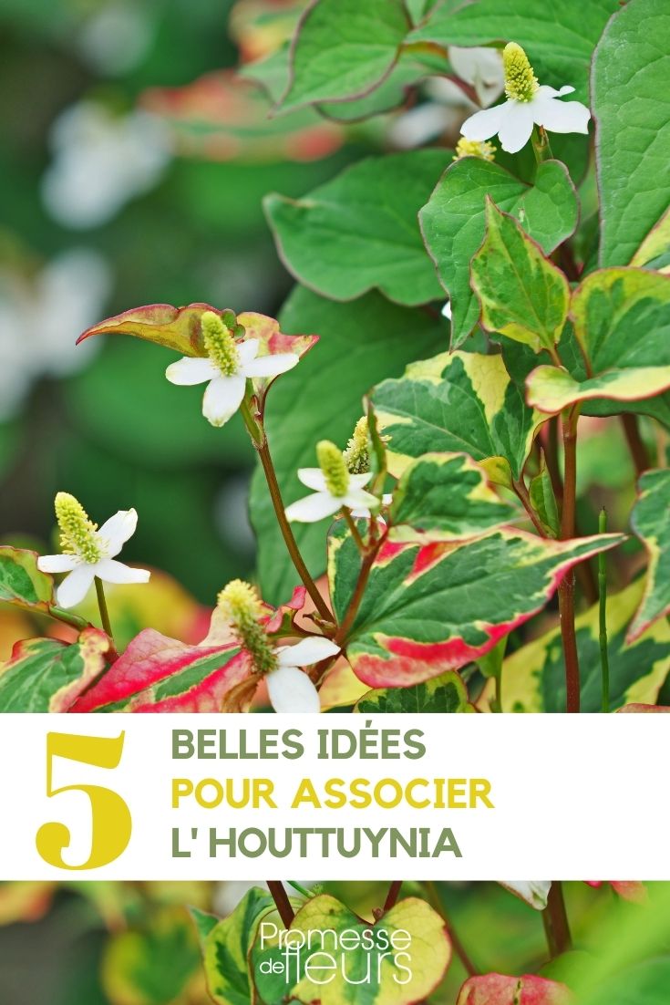 asociación de Houttuynia en el jardín