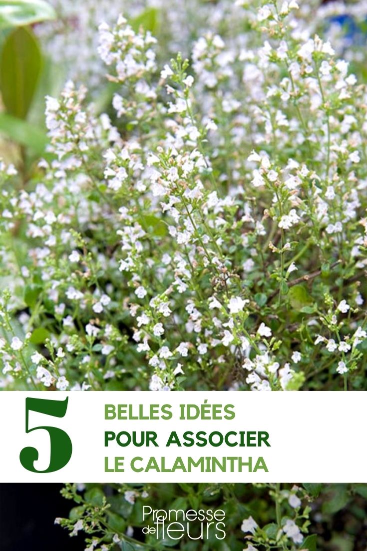 Asociar el calamintha