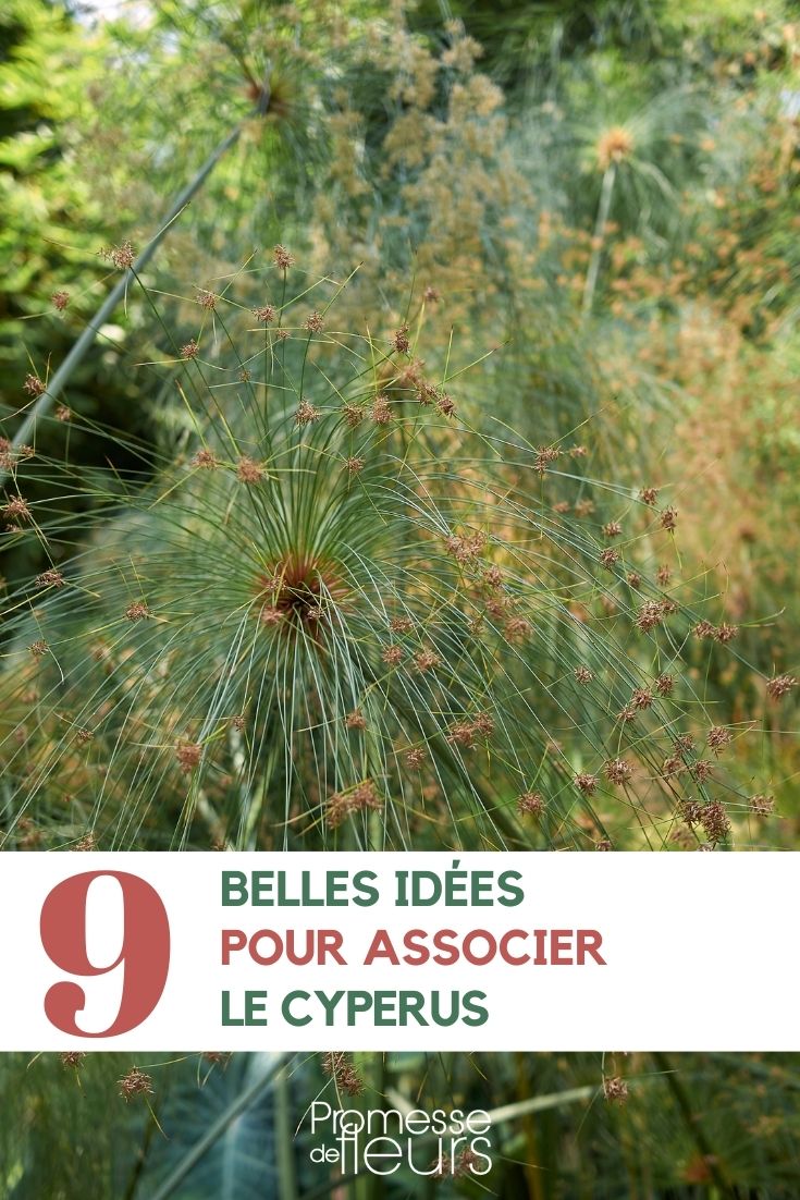 Asociar el cyperus