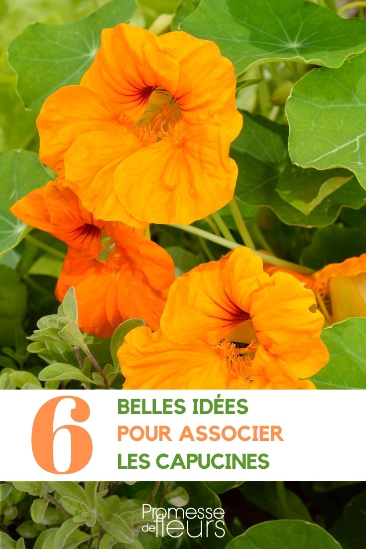 ideas para combinar capuchinas