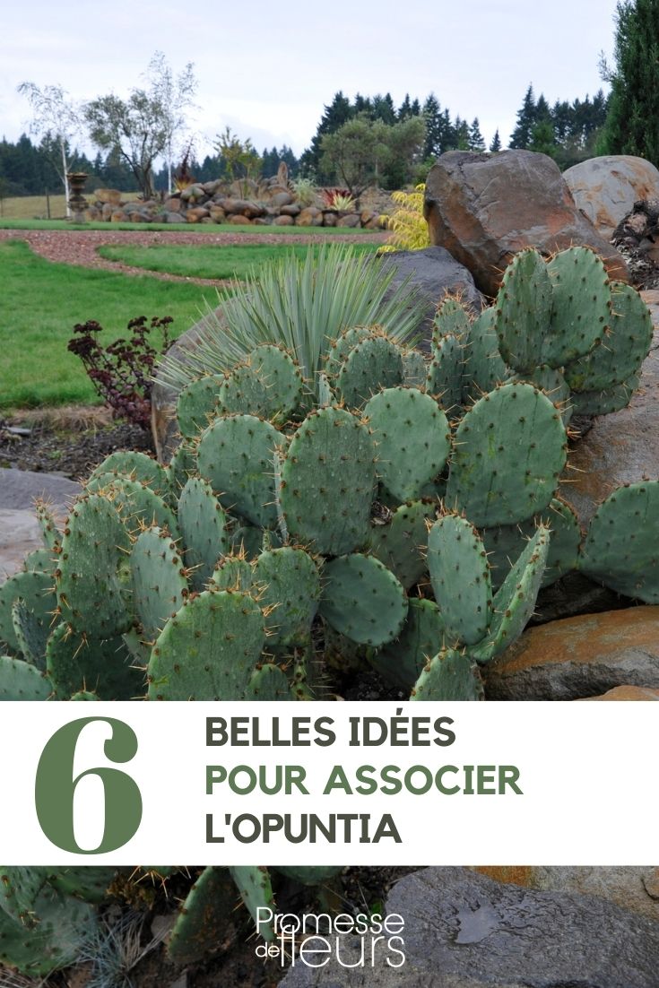 Opuntia o cactus raquetas: nuestras ideas de combinación en el jardín