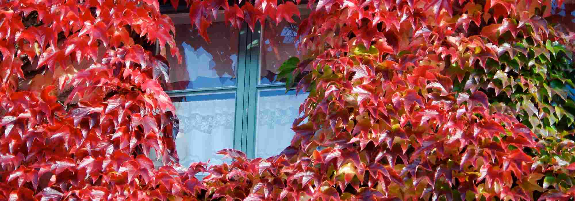 Elegir una Vid virgen: las variedades más bonitas