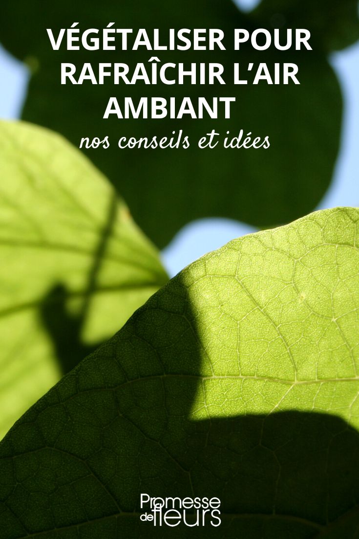 plantar vegetales de sombra para refrescar