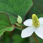 Cultivar un Houttuynia en maceta