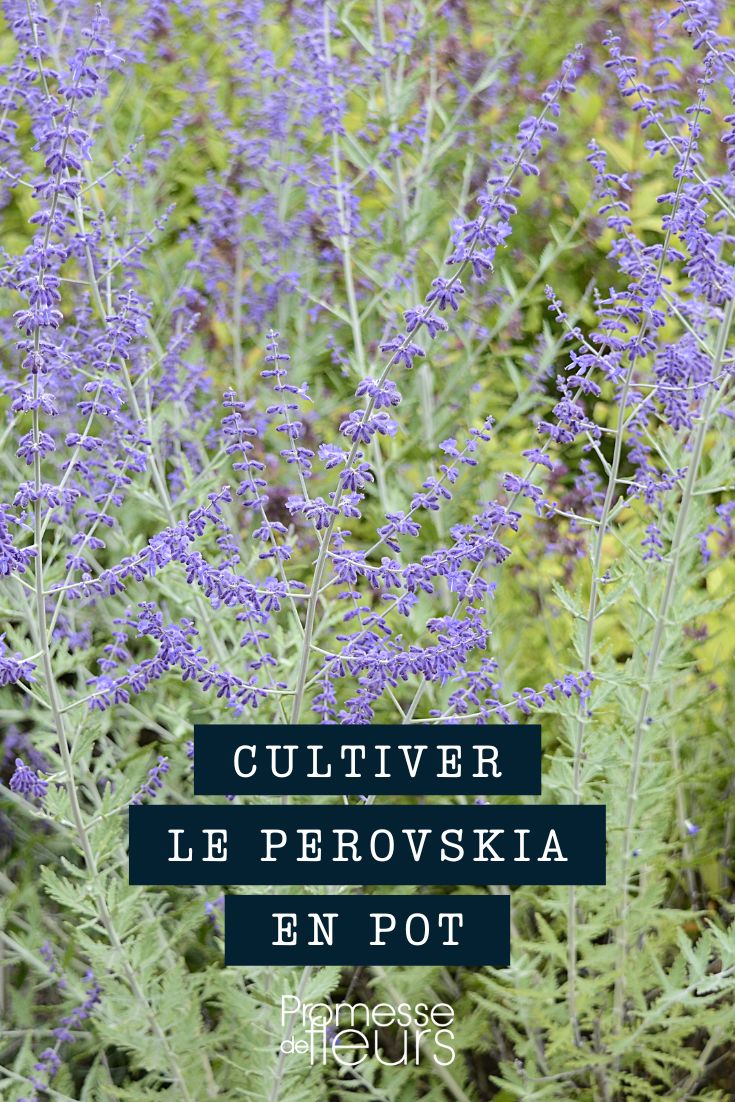 Cultivo de perovskia en maceta o jardinera