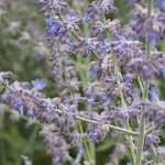 Cultivar el Perovskia en maceta