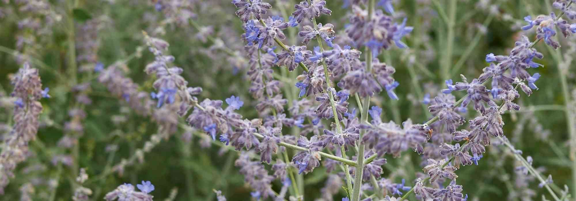 Cultivar el Perovskia en maceta