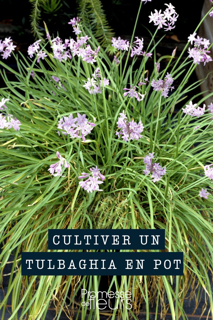 tulbaghia maceta jardinera