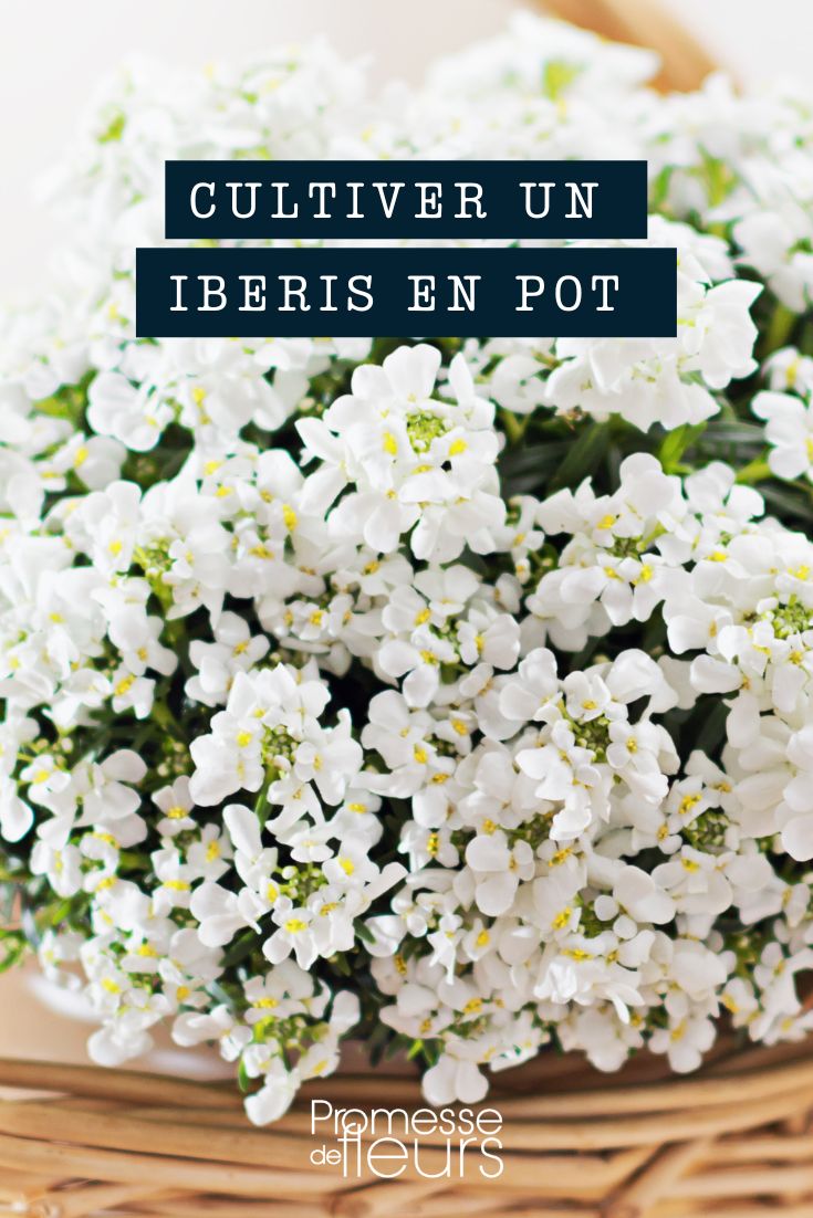 Iberis cesta de plata maceta contenedor jardinera