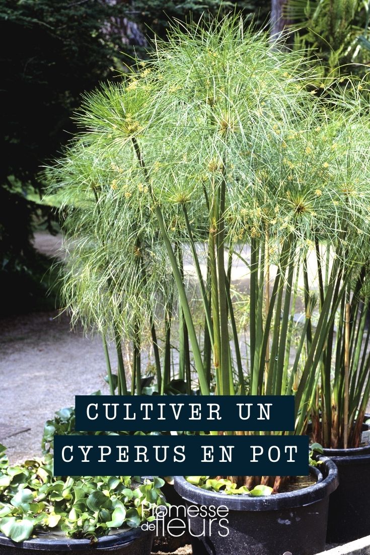 Cultivar un cyperus en maceta