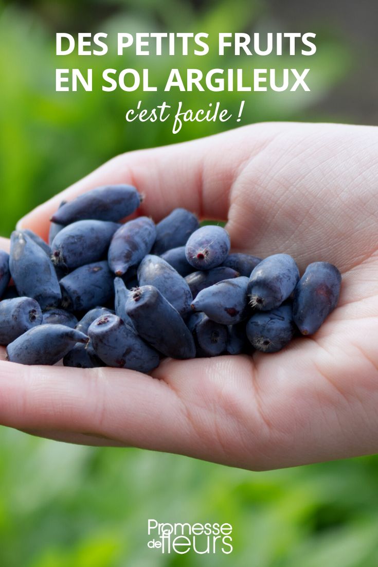 suelo arcilloso cultivo de frutos pequeños