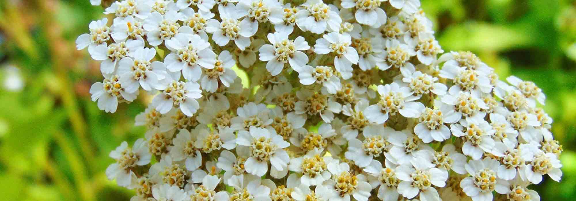 5 aquileas blancas que deberías tener en tu jardín