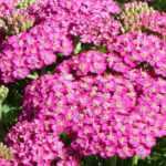 7 aquileas rosas que deberías tener en tu jardín