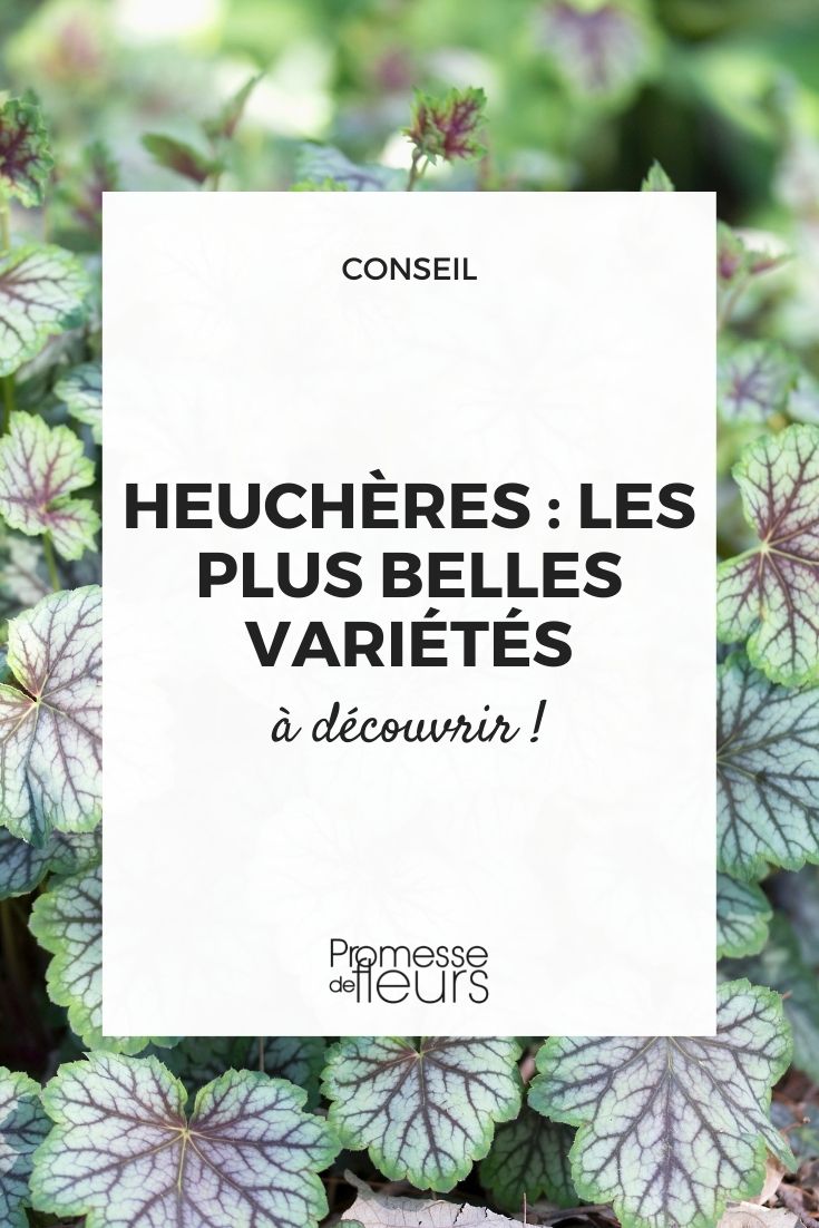 heuchera heuchera mejores variedades