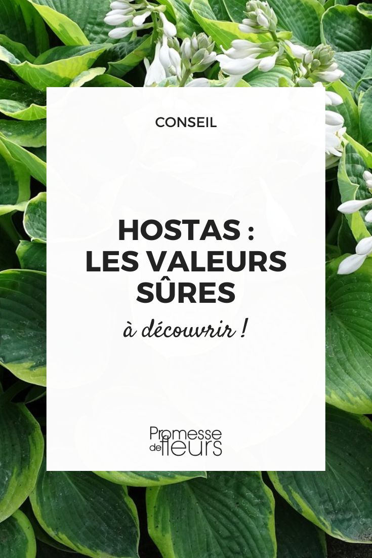 variedades de hostas