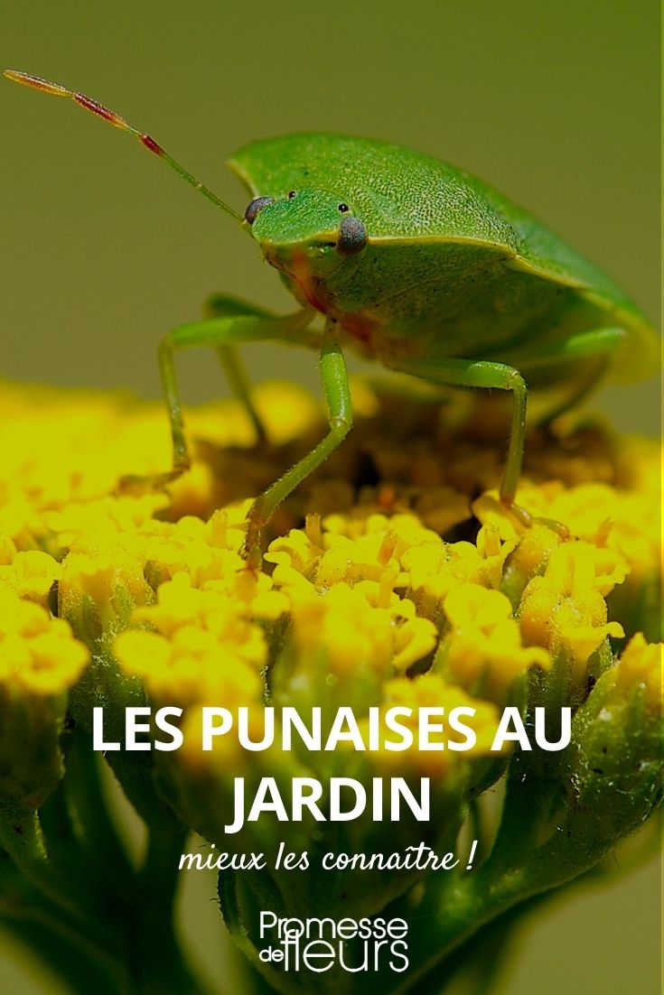 # Chinches de las plantas

## ¿Qué son las chinches de las plantas?

Las chinches de las plantas son pequeños insectos que se alimentan de la savia de las plantas, causando daños en hojas, tallos y frutos. Existen diferentes especies que afectan a plantas ornamentales, hortalizas y árboles frutales.

## Identificación

- Insectos pequeños (3-10 mm)
- Forma ovalada o alargada
- Colores variados: verdes, marrones, rojizos
- Algunas especies desprenden mal olor al ser molestadas

## Daños que causan

- Manchas amarillas o marrones en las hojas
- Deformación de hojas y brotes jóvenes
- Caída prematura de frutos
- Transmisión de enfermedades virales

## Plantas más afectadas

- Rosales
- Frutales (manzanos, perales)
- Hortalizas (tomates, berenjenas)
- Plantas ornamentales (hibiscos, lantanas)

## Métodos de control

### Preventivos
- Inspección regular de las plantas
- Eliminación de malas hierbas
- Rotación de cultivos

### Tratamientos naturales
- Jabón potásico
- Aceite de neem
- Infusión de ajo

### Control químico (último recurso)
- Piretroides
- Insecticidas sistémicos

## Consejos adicionales

Atrae insectos beneficiosos como mariquitas y crisopas que son depredadores naturales de las chinches. Mantén un jardín biodiverso para favorecer el equilibrio ecológico.

Recuerda que el control temprano es clave para evitar infestaciones graves. Revisa tus plantas periódicamente, especialmente en primavera y verano cuando estas plagas son más activas.