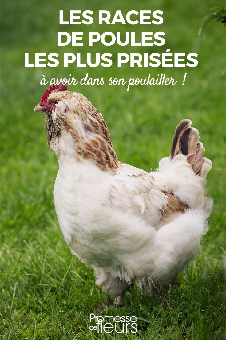 diferentes especies de gallinas