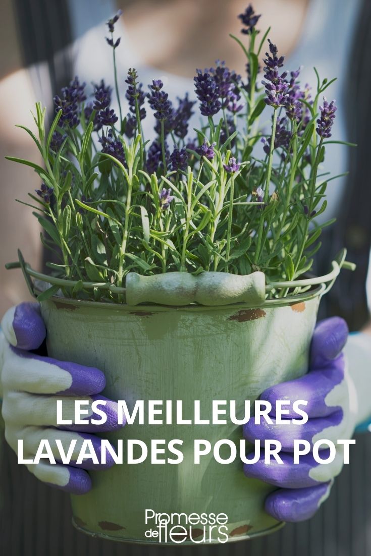 variedades de lavanda lavandula en maceta o jardinera