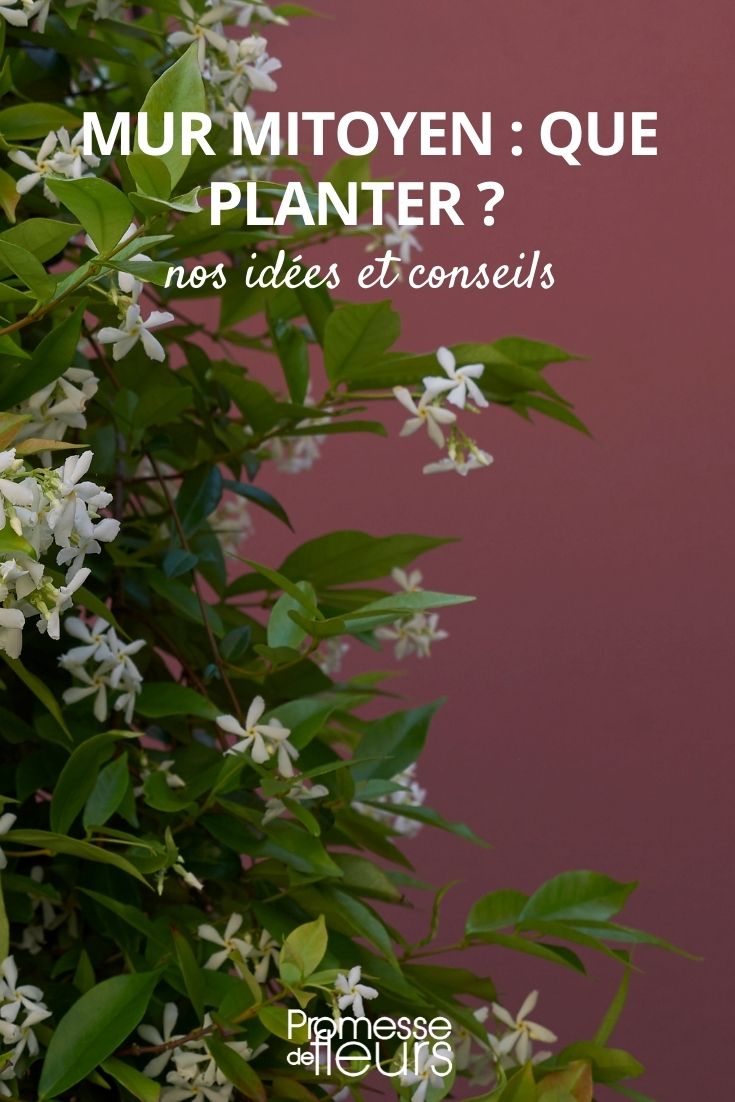 plantas para muro medianero