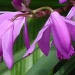 Las orquídeas resistentes para cultivar en el jardín