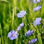 Sembrar semillas de lin: tutorial