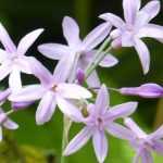 Cultivar el tulbaghia en maceta