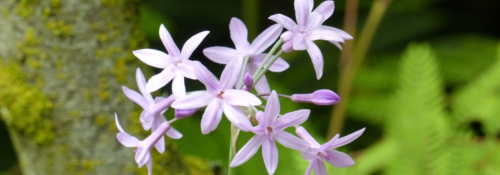 Cultivar el tulbaghia en maceta