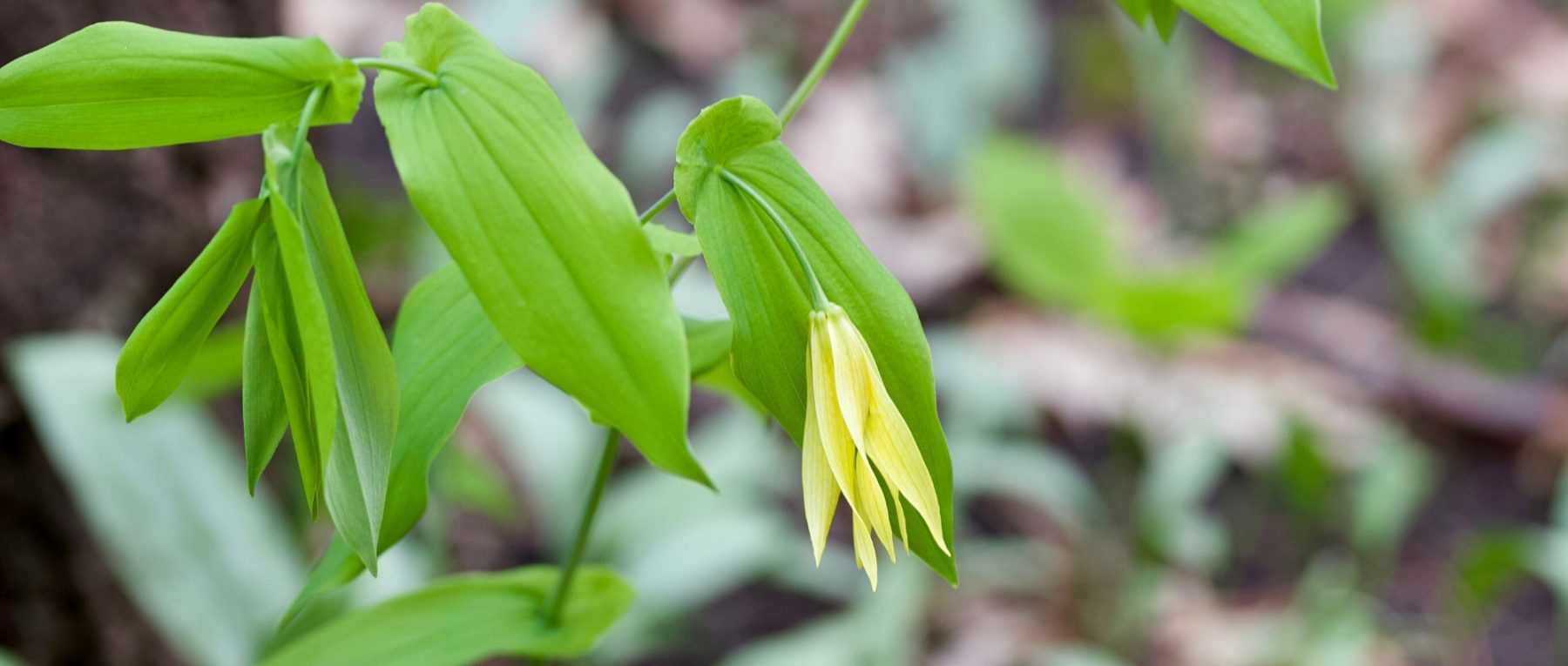 # Uvularia: Plantar, cultivar y cuidar
## Descripción de la Uvularia
La **Uvularia** es una planta perenne de la familia de las **Colchicaceae**, originaria de los bosques de América del Norte. Conocida por sus elegantes flores colgantes en forma de campana, esta planta es ideal para zonas sombreadas del jardín.
## ¿Dónde plantar la Uvularia?
Prefiere **suelos ricos en humus, húmedos y bien drenados**, en **sombra parcial o total**. Es perfecta para bordes de bosques, jardines de sombra o bajo árboles.
## ¿Cómo plantar la Uvularia?
1. **Época de plantación**: Otoño o principios de primavera.
2. **Preparación del suelo**: Enriquecer con compost o mantillo.
3. **Profundidad de plantación**: Colocar los rizomas a unos 5-8 cm de profundidad.
4. **Espaciado**: Dejar unos 30 cm entre plantas.
## Cuidados de la Uvularia
- **Riego**: Mantener el suelo húmedo, especialmente en verano.
- **Abono**: Aplicar compost en primavera.
- **Poda**: Eliminar hojas secas al final del invierno.
- **Resistencia**: Soporta bien el frío (hasta -15°C).
## Multiplicación
Se puede propagar por **división de matas en otoño** o mediante **semillas**, aunque estas últimas requieren estratificación fría para germinar.
## Plagas y enfermedades
Es una planta resistente, pero puede verse afectada por **caracoles y babosas** en condiciones muy húmedas.
## Variedades destacadas
- **Uvularia grandiflora**: Flores amarillas grandes.
- **Uvularia sessilifolia**: Hojas más estrechas y flores más pequeñas.
## Consejos adicionales
Combínala con otras plantas de sombra como **hostas, helechos o heucheras** para crear un rincón frondoso y colorido.
¡Disfruta de esta encantadora planta en tu jardín! ????