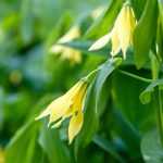 Asociar las Uvularia