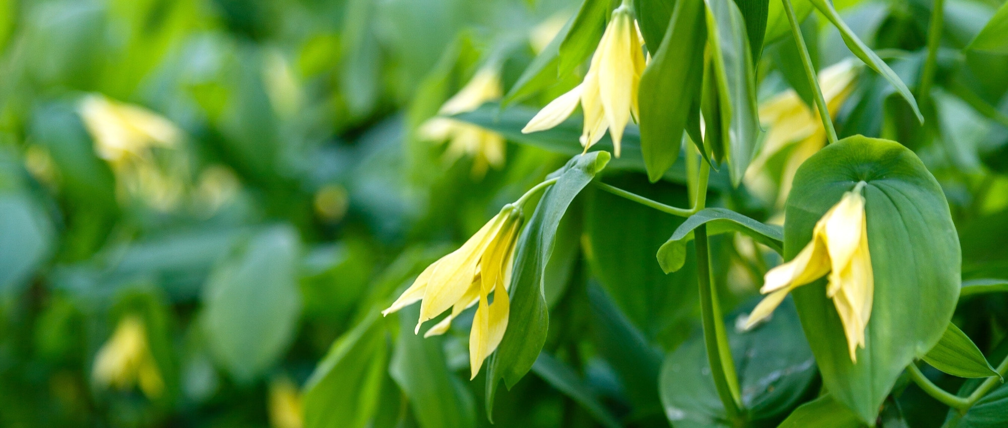 Asociar las Uvularia