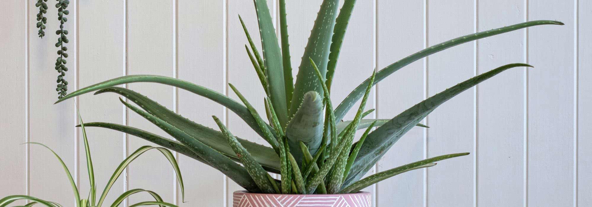 ¿Cómo cultivar el Aloe vera?