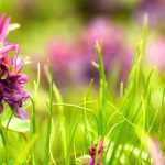 Asociar la Corydalis bulbosa