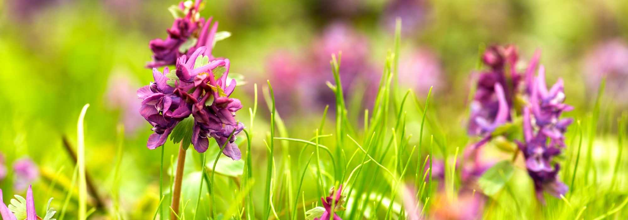 Asociar la Corydalis bulbosa