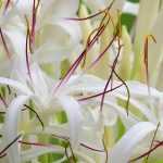 7 bulbos de verano de flores excepcionales