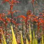 # Chasmanthe - Chasmante: plantar, cultivar y cuidar

## Introducción
La Chasmanthe, también conocida como Chasmante, es una planta bulbosa originaria de Sudáfrica que destaca por sus vibrantes flores en forma de trompeta. Ideal para jardines mediterráneos, esta planta perenne ofrece un espectáculo de color durante el invierno y principios de primavera.

## Plantación
1. **Época**: Planta los bulbos en otoño, antes de las primeras heladas.
2. **Ubicación**: Elige un lugar soleado o con sombra parcial.
3. **Suelo**: Prefiere terrenos bien drenados, ricos en materia orgánica.
4. **Profundidad**: Planta los bulbos a unos 10-15 cm de profundidad, con la punta hacia arriba.
5. **Espaciado**: Deja unos 15-20 cm entre cada bulbo.

## Cultivo
- **Riego**: Moderado durante el crecimiento activo, reduciendo después de la floración.
- **Abono**: Aplica un fertilizante equilibrado al inicio de la temporada de crecimiento.
- **Resistencia**: Soporta breves periodos de sequía una vez establecida.
- **Zonas**: Adecuada para climas mediterráneos (USDA 8-10).

## Cuidados
- **Poda**: Elimina las flores marchitas para estimular nuevas floraciones.
- **Invierno**: En zonas frías, protege los bulbos con mantillo o trasplántalos en macetas para resguardarlos.
- **Plagas**: Vigila la presencia de caracoles y babosas, especialmente en plantas jóvenes.

## Multiplicación
- **División**: Separa los bulbillos cada 3-4 años en otoño.
- **Semillas**: Siembra en primavera, aunque las plantas pueden tardar varios años en florecer.

## Consejos
Combina la Chasmanthe con otras plantas mediterráneas como lavanda o romero para crear un jardín resistente a la sequía con floraciones escalonadas.