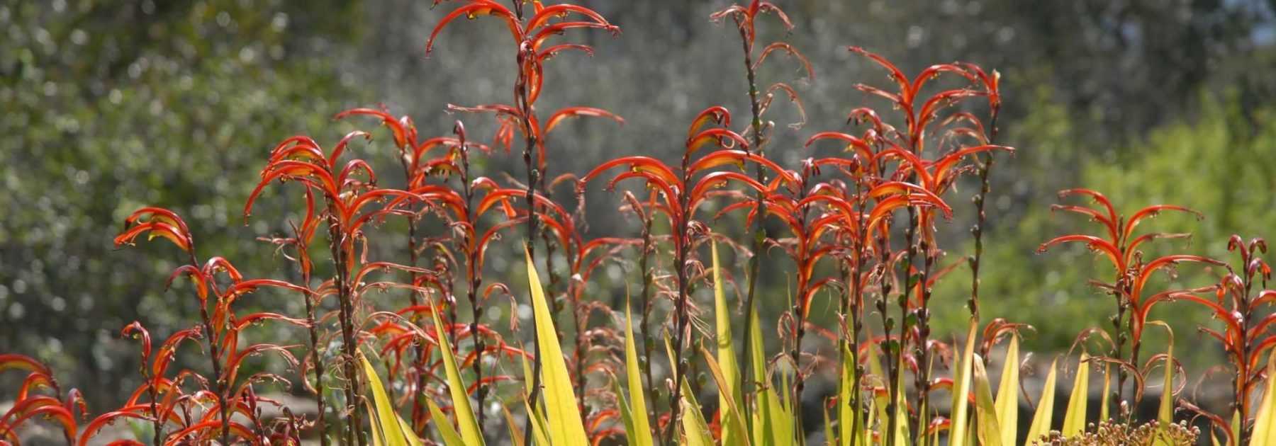 # Chasmanthe - Chasmante: plantar, cultivar y cuidar

## Introducción
La Chasmanthe, también conocida como Chasmante, es una planta bulbosa originaria de Sudáfrica que destaca por sus vibrantes flores en forma de trompeta. Ideal para jardines mediterráneos, esta planta perenne ofrece un espectáculo de color durante el invierno y principios de primavera.

## Plantación
1. **Época**: Planta los bulbos en otoño, antes de las primeras heladas.
2. **Ubicación**: Elige un lugar soleado o con sombra parcial.
3. **Suelo**: Prefiere terrenos bien drenados, ricos en materia orgánica.
4. **Profundidad**: Planta los bulbos a unos 10-15 cm de profundidad, con la punta hacia arriba.
5. **Espaciado**: Deja unos 15-20 cm entre cada bulbo.

## Cultivo
- **Riego**: Moderado durante el crecimiento activo, reduciendo después de la floración.
- **Abono**: Aplica un fertilizante equilibrado al inicio de la temporada de crecimiento.
- **Resistencia**: Soporta breves periodos de sequía una vez establecida.
- **Zonas**: Adecuada para climas mediterráneos (USDA 8-10).

## Cuidados
- **Poda**: Elimina las flores marchitas para estimular nuevas floraciones.
- **Invierno**: En zonas frías, protege los bulbos con mantillo o trasplántalos en macetas para resguardarlos.
- **Plagas**: Vigila la presencia de caracoles y babosas, especialmente en plantas jóvenes.

## Multiplicación
- **División**: Separa los bulbillos cada 3-4 años en otoño.
- **Semillas**: Siembra en primavera, aunque las plantas pueden tardar varios años en florecer.

## Consejos
Combina la Chasmanthe con otras plantas mediterráneas como lavanda o romero para crear un jardín resistente a la sequía con floraciones escalonadas.