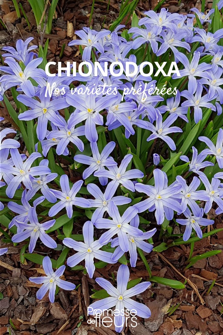 chionodoxa variedades favoritas